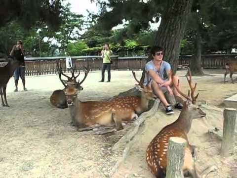 Deers in Nara park смотреть онлайн