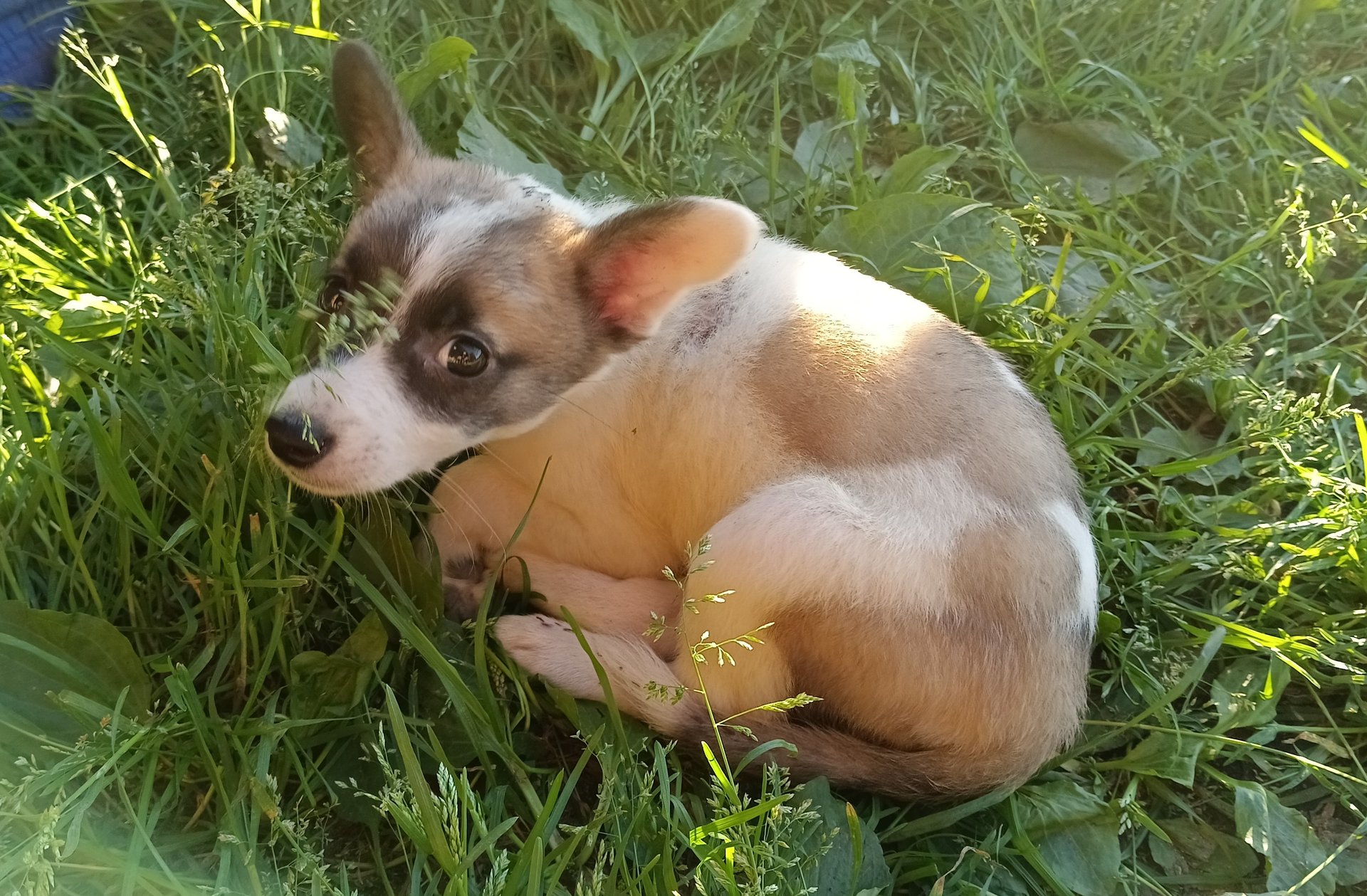 Завел собаку. Назвал Пурга. смотреть онлайн