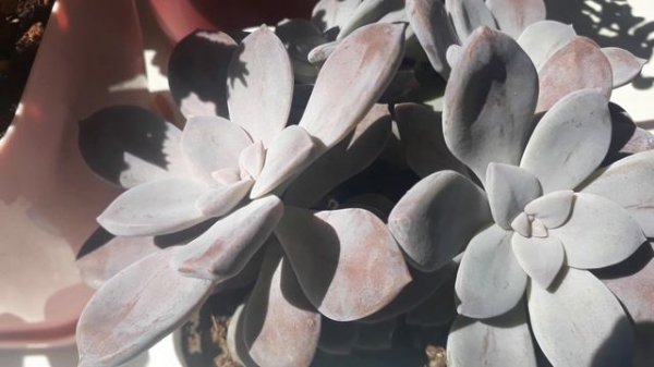 2.bölüm /Sukulent Türleri isim ve özellikleri/Sukulentlerin yaz renkleri.