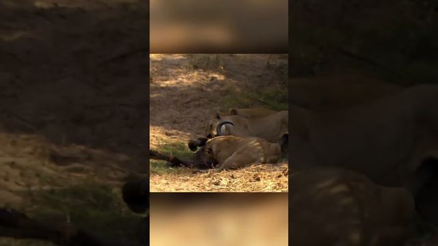 Как старая львица выживает без зубов смотреть онлайн