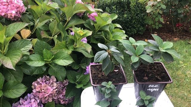 МЕГА ЭКСКЛЮЗИВ НОВИНКА 2023 ГОДА ГОРТЕНЗИЯ BONFIRE УЖЕ В МОЕМ САДУ!!! Как сохранить черенки зимой. смотреть онлайн