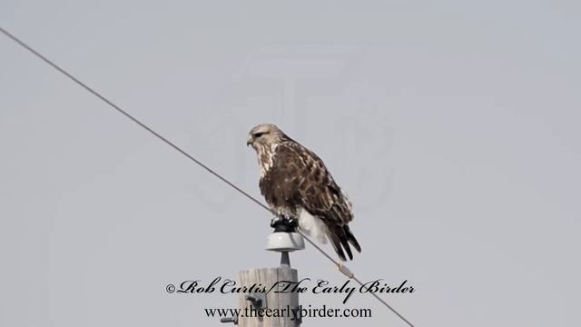 ROUGH-LEGGED HAWK Buteo lagopus смотреть онлайн