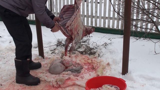 Нож Х12МФ Фортуна, режем козу. смотреть онлайн