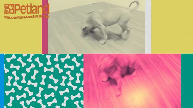 Everything you need to know about Dogue De Bordeaux puppies! (2019) смотреть онлайн