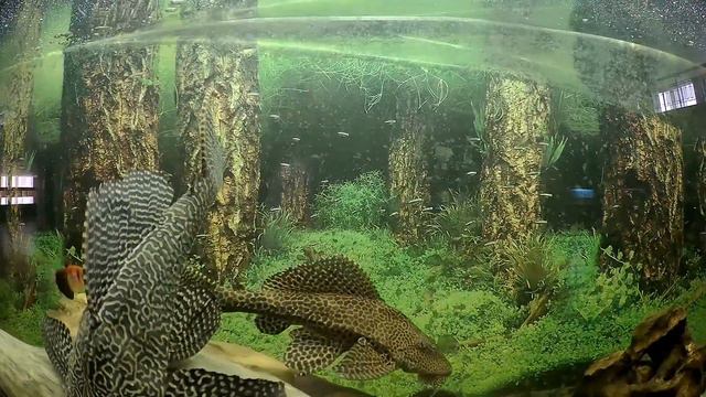 Музыка без слов для души ума и тела. Расслабляющая музыка и успокаивающее видео. смотреть онлайн