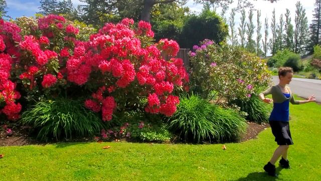 Rhododendrons Inspire WONDER & Awe - Colorful FLOWERS Bloom смотреть онлайн