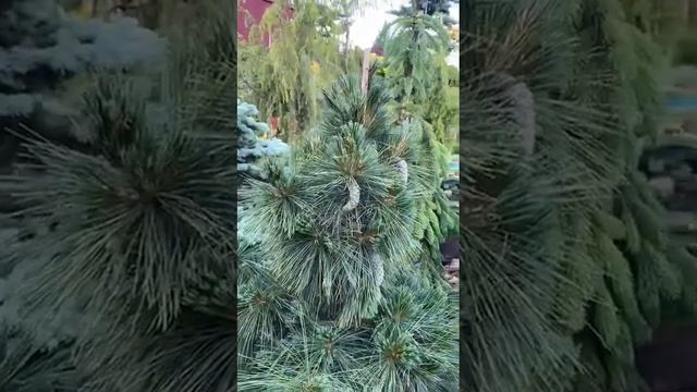 Витхорст зимовавшая и в новых поставках с теплой Европы ,( разница в пробуждении ) смотреть онлайн