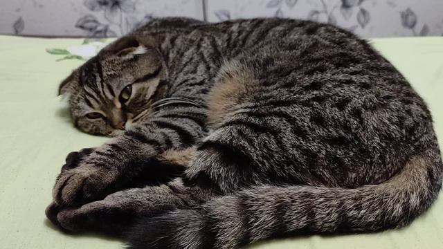 Ленивый кот 🐱 смотреть онлайн