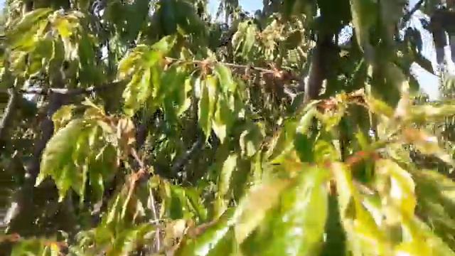Начот додани гелосу олуча аз касалихо.cherry disease.نجات گیلاس و vyshny از بیماری смотреть онлайн