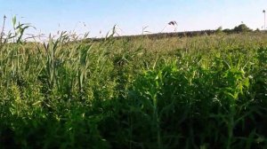 Поиск родника в селе Мечётка Воронежской области