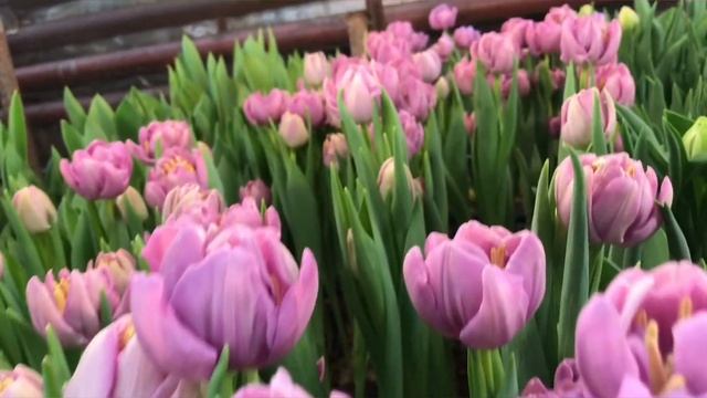 Выгонка тюльпанов на 8 Марта в теплице смотреть онлайн