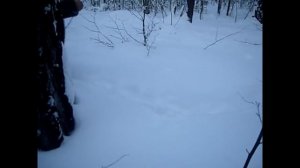 Берлога. Как правильно добыть медведя