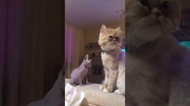 Трудная жизнь без ответов для канадских сфинксов