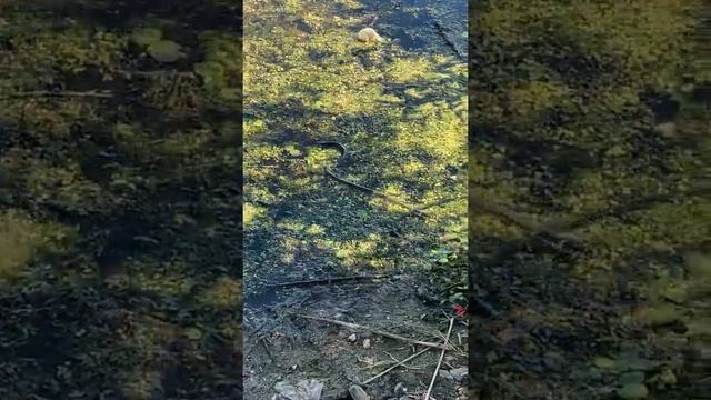 #змея#природа#дикая_природа#просто смотреть онлайн