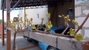 Сорт винограда Вэлиант. Начало вегитации в Тамбове 15 мая 2022