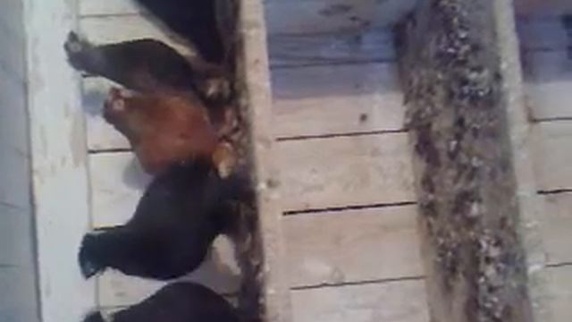 голуби-алтайского края1 смотреть онлайн