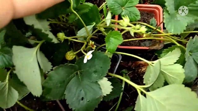 Обзор ремонтантного сорта клубники 