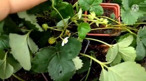 Обзор ремонтантного сорта клубники "Гирлянда"