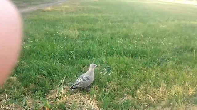 Типа птенец чайки смотреть онлайн