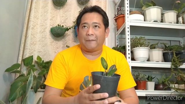 Plant care for Scindapsus Treubii Dark Form смотреть онлайн