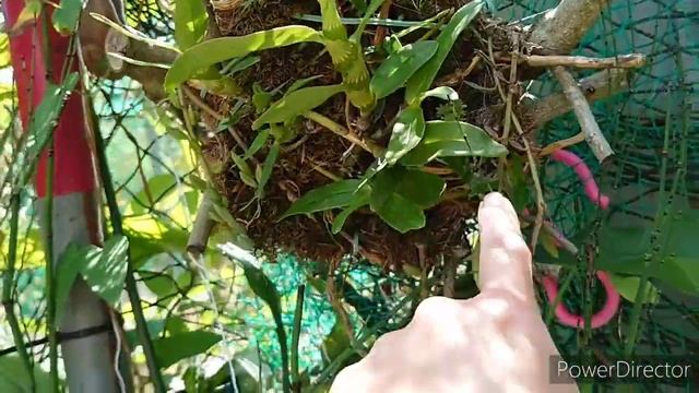 Горшки и посадки орхидей. смотреть онлайн