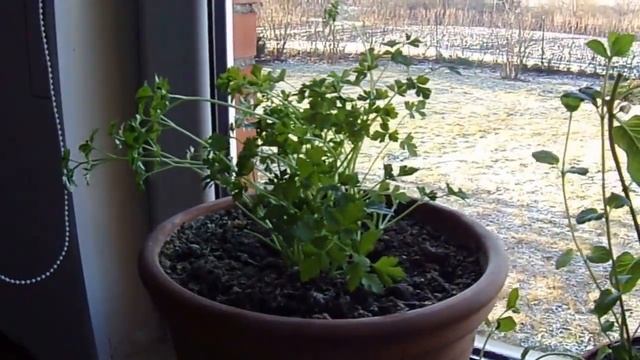Выращивание зелени на подоконнике на зиму . смотреть онлайн