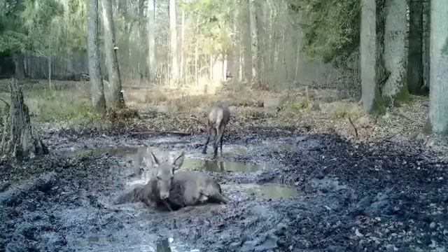 Александр Пекач (Aleksandr Pekach). Олени в грязевой ванне. Беловежская пуща, Беларусь