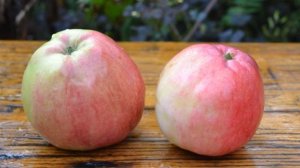 Сорт яблони Мельба (Melba)