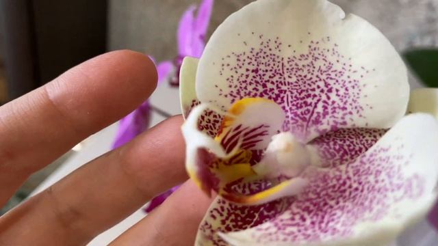 РАСЦВЕЛО ТРИ КРОССА. Орхидеи Batman?Voodoo И? Crown?Stacy.ТЕ ЕЩЁ РЕДКИЕ КАДРЫ !!!?♀️???? смотреть онлайн