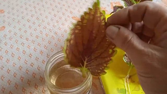 Колеус -размножение листьями в дождевой воде.Точку роста ждать очень долго!04.04.21 #dimonproductio смотреть онлайн