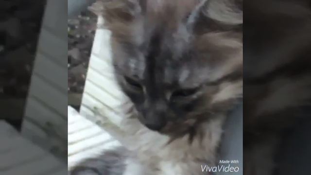 Киса ми ми ми смотреть онлайн