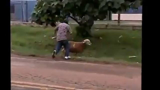 Баран боец! Ржака!!! смотреть онлайн
