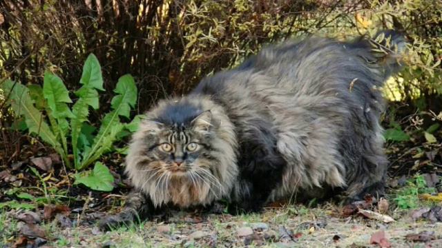Норвежская лесная кошка смотреть онлайн