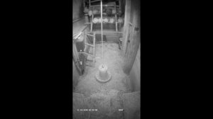 Хорек в курятнике