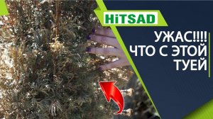 Что делать если туя умирает  Туя желтеет