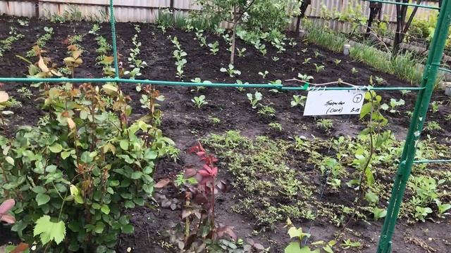 Формировка высокого штамба на арке (виноград) смотреть онлайн