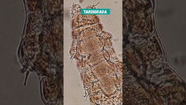 Тихоходка крупным планом смотреть онлайн