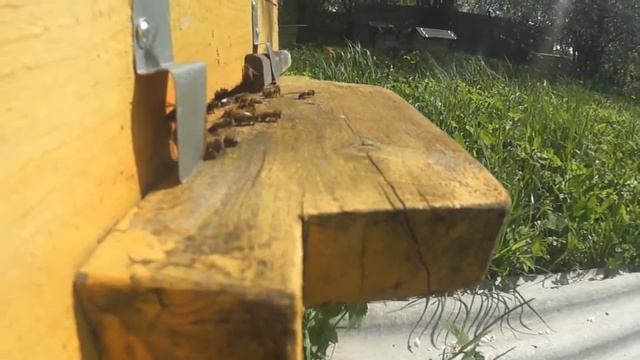 Один день из жизни пчёл на камеру Sony HDR AS100V смотреть онлайн