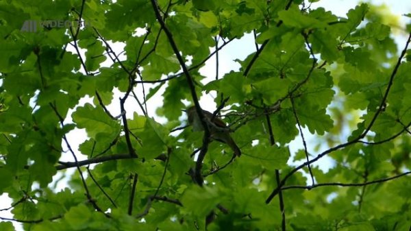 Соловей. Nightingale. Голоса птиц. Nightingale song. AllVideo 2016.