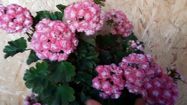 Анита,розебудная пеларгония с суперским цветением!!! смотреть онлайн