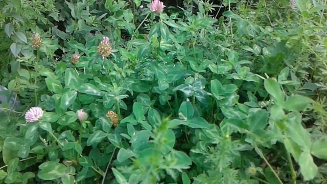 погода в Алматы смотреть онлайн