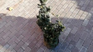 Мои новинки - ель колючая Лаки Страйк!!!