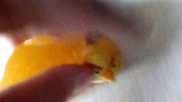 Чак застрял в лизуне смотреть онлайн