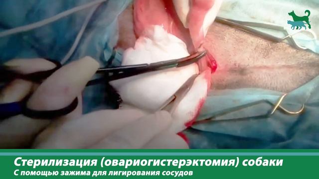 Лигашу - Зажим для лигирования сосудов с антипригарными браншами смотреть онлайн