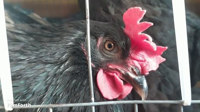 Жара в курятнике, или как мы кондиционер в птичий домик устанавливали смотреть онлайн