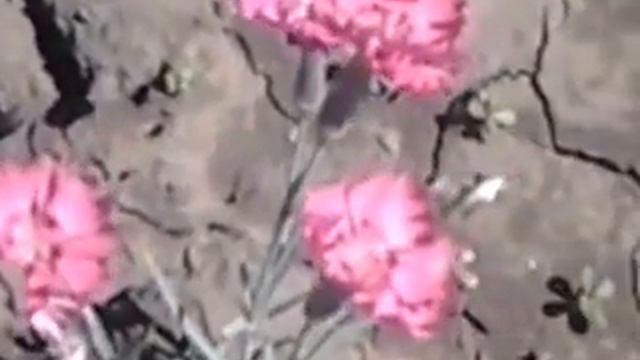 Квіти рожеві смотреть онлайн