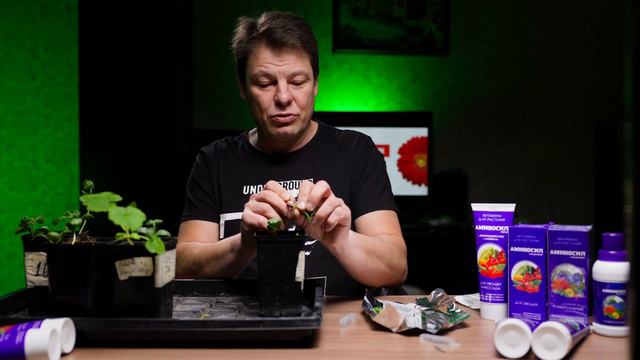 Прививка арбуза первый опыт эксперимент и результат в одном видео смотреть онлайн