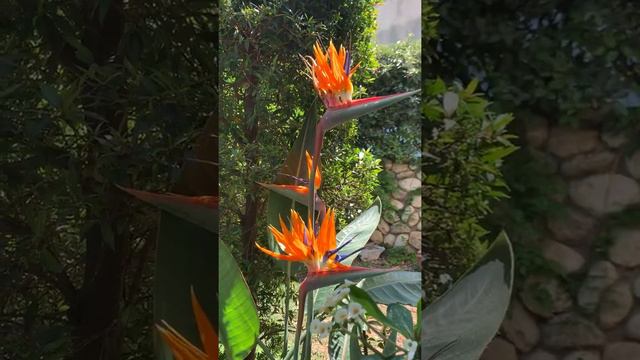 Bird Of Paradise Flower In My Garden
