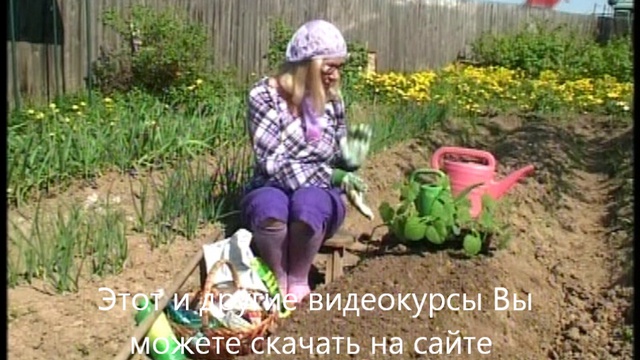 Шесть соток: Огурцы в открытый грунт