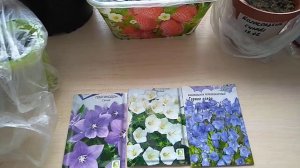 Платикодон.Проблемы при выращивании рассады.